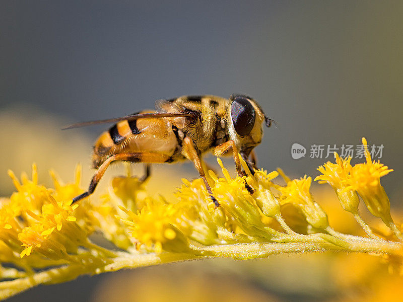 食蚜蝇