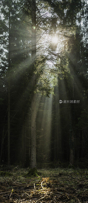 阳光穿过森林树冠垂直林间空地的全景