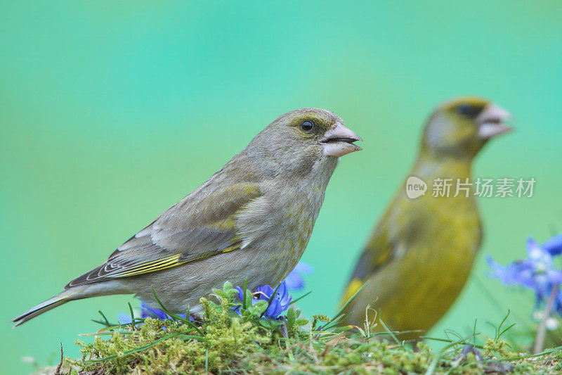 秃鹰greenfinch?s