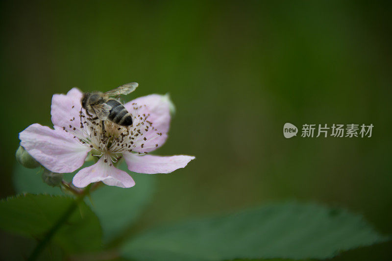 花上的蜜蜂