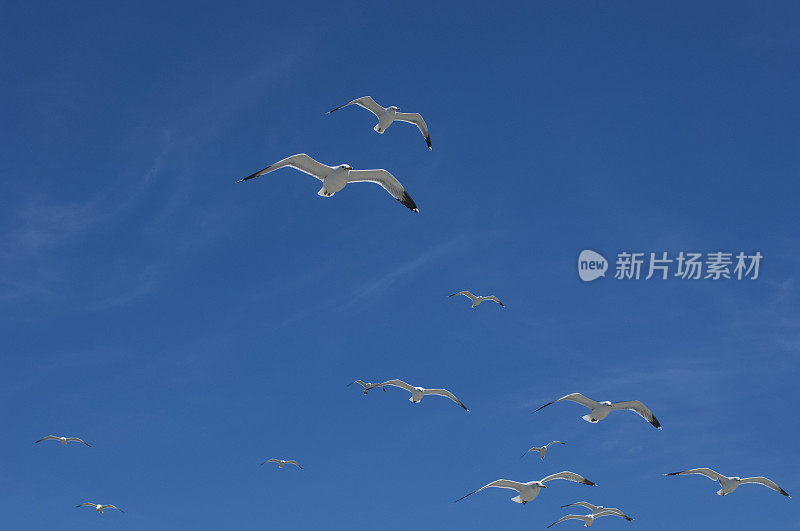 加利福尼亚海鸥在头顶飞过