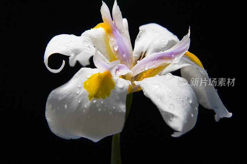 雨把花