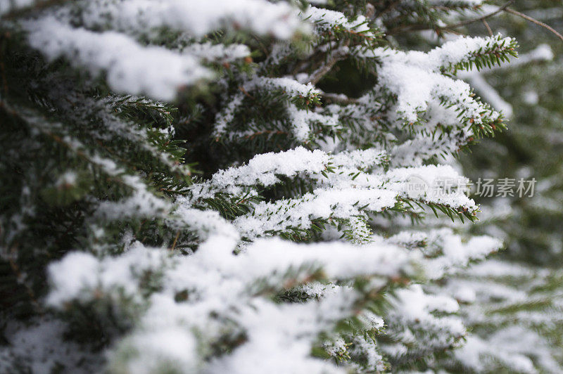 雪在树枝上