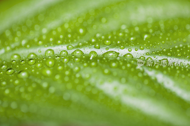 雨滴落在树叶上