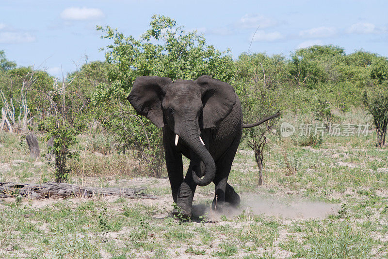 愤怒的小象在保卫自己的领地