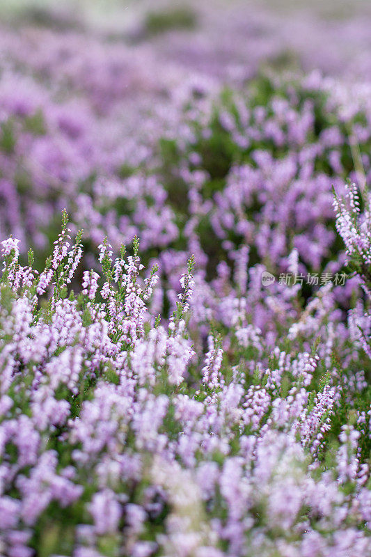 石南花特写