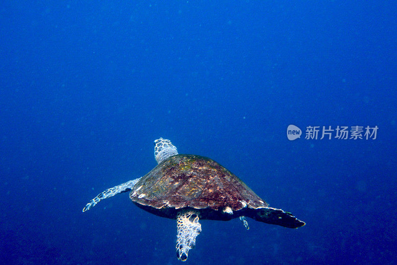 绿海龟在深海里游泳