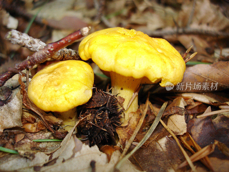 金色的鸡油菌