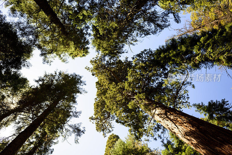 在晴朗的日子里，红杉国家公园的巨树