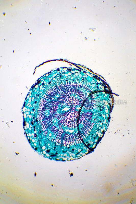葫芦属植物的显微图像
