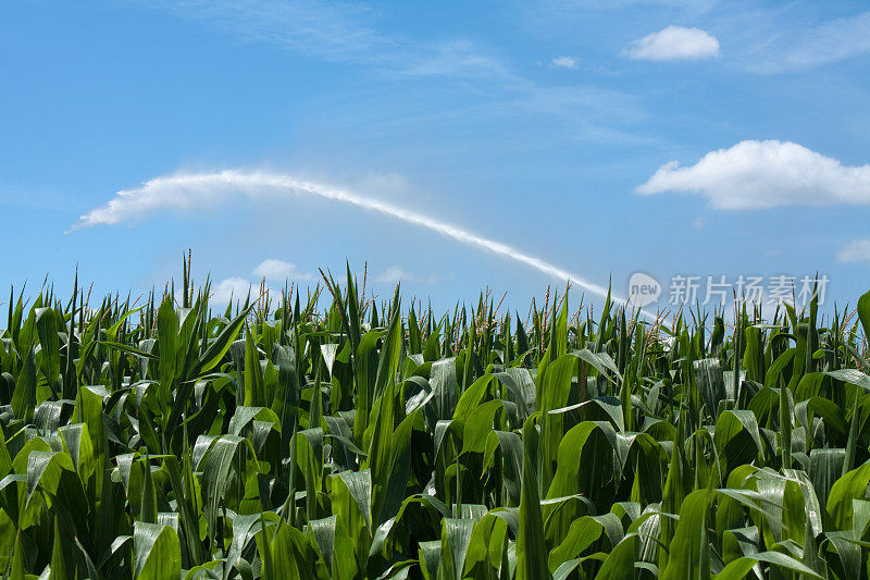 玉米田灌溉
