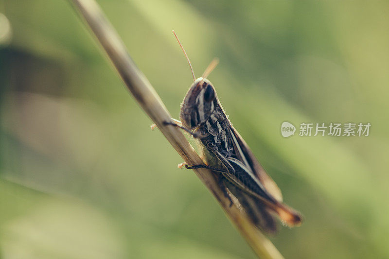 蚱蜢特写