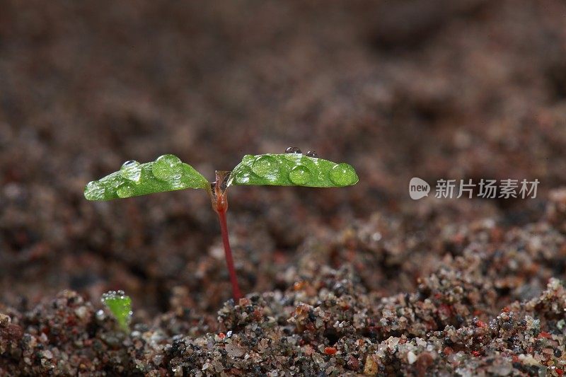 小春芽在土壤中生长