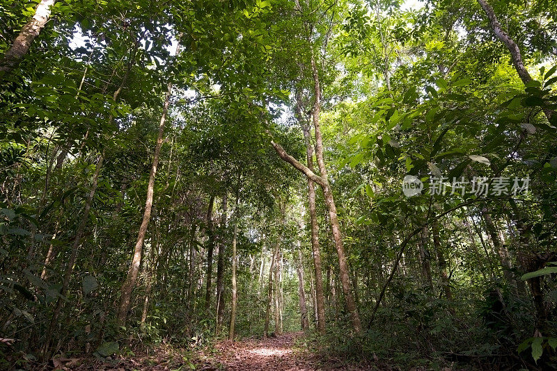 亚马逊雨林的地面图片
