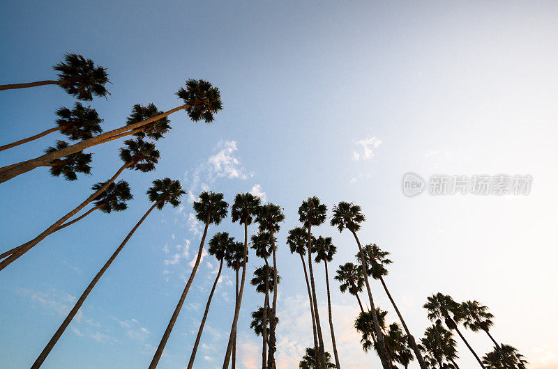 美国加州日落时的棕榈树