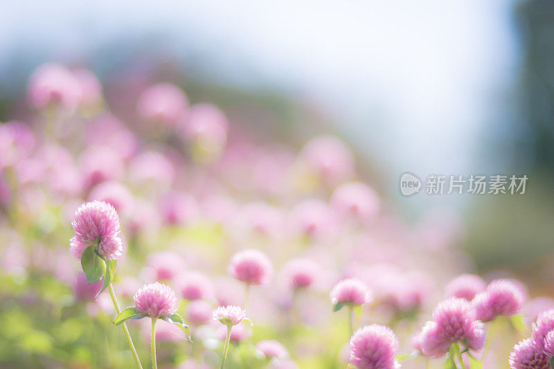 粉色的花朵