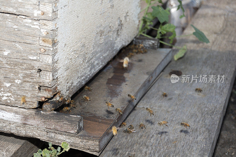 蜜蜂返回蜂巢