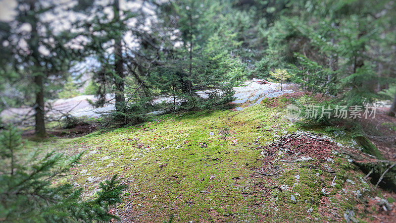 苔藓覆盖的岩石，常青树，佛蒙特森林，模因模板