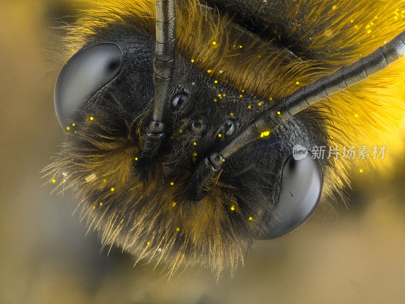未知种类的蜜蜂