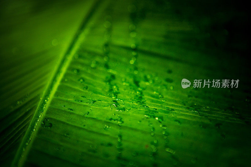 新鲜的绿叶带着雨滴