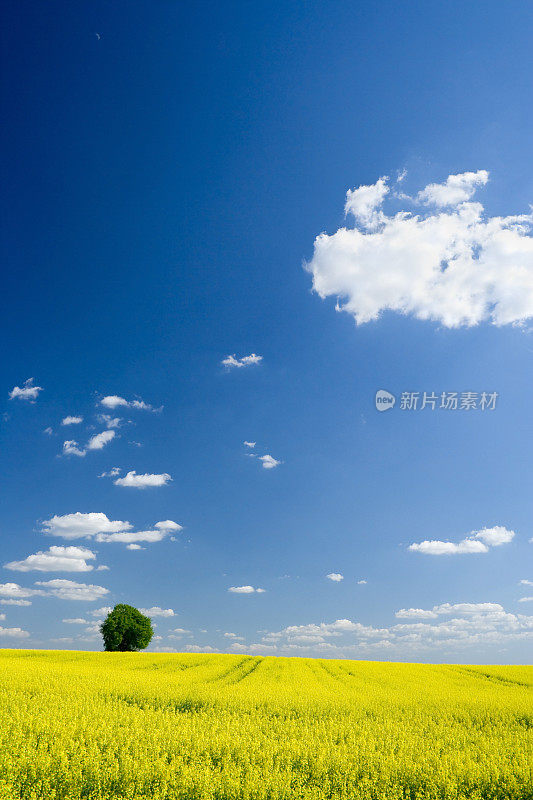 油菜花现场全景