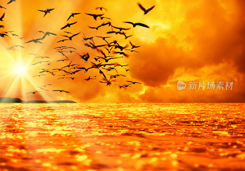 橙色的海景，海鸥的身影