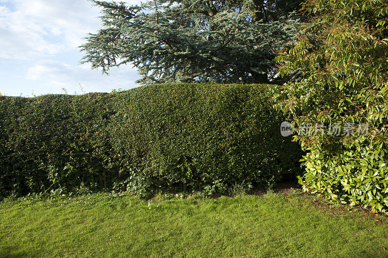 花园灌木篱墙