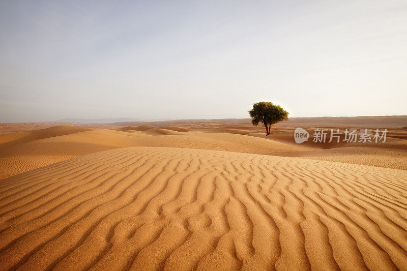 孤独的沙漠里的树