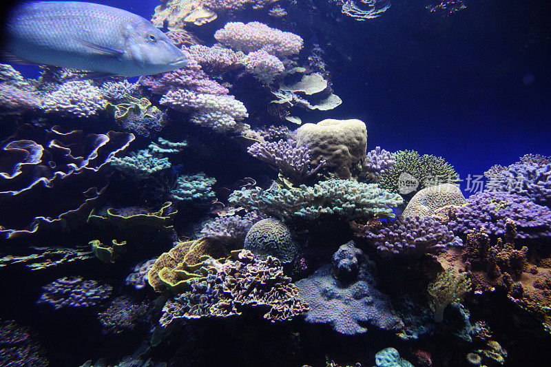 红海中的水下珊瑚礁