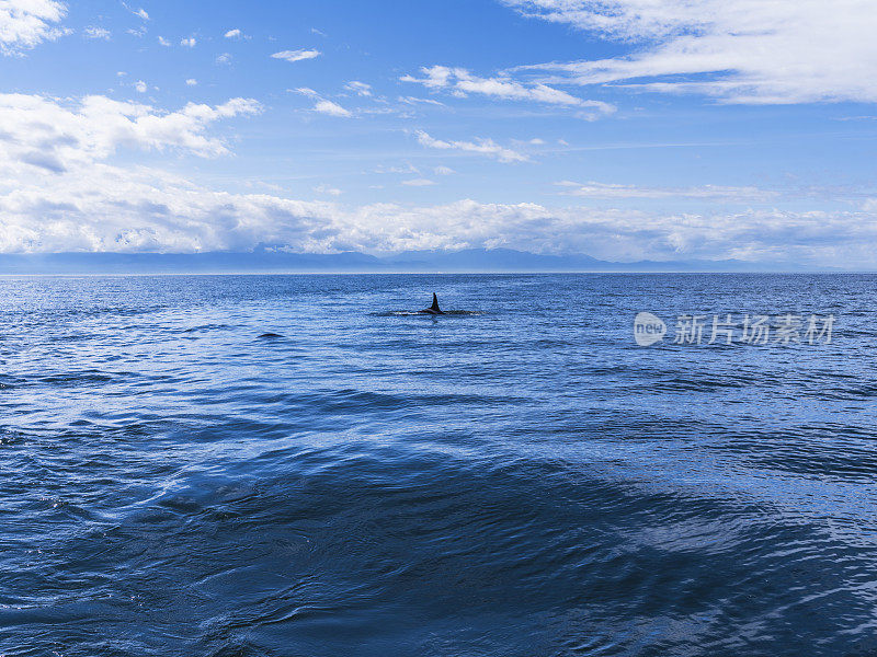 华盛顿圣胡安群岛附近浮出水面的虎鲸