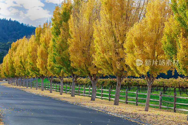 加州纳帕谷道路上的黄色银杏树