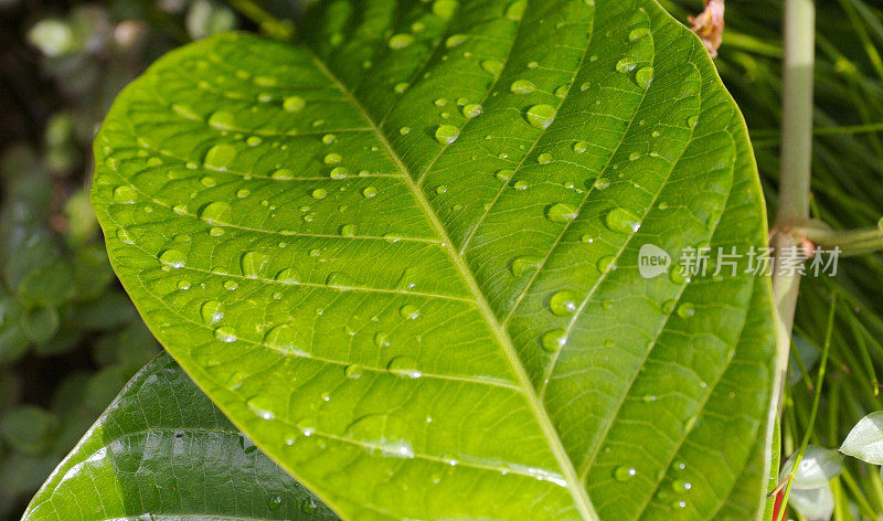 雨落在叶