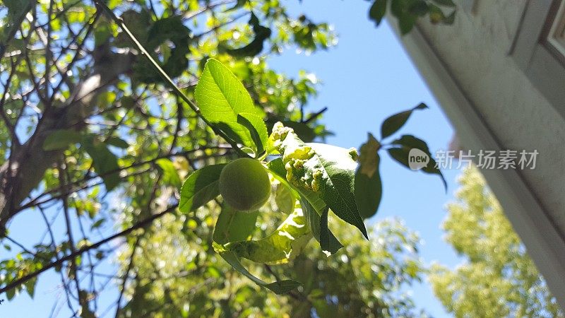 树上未成熟的桃子