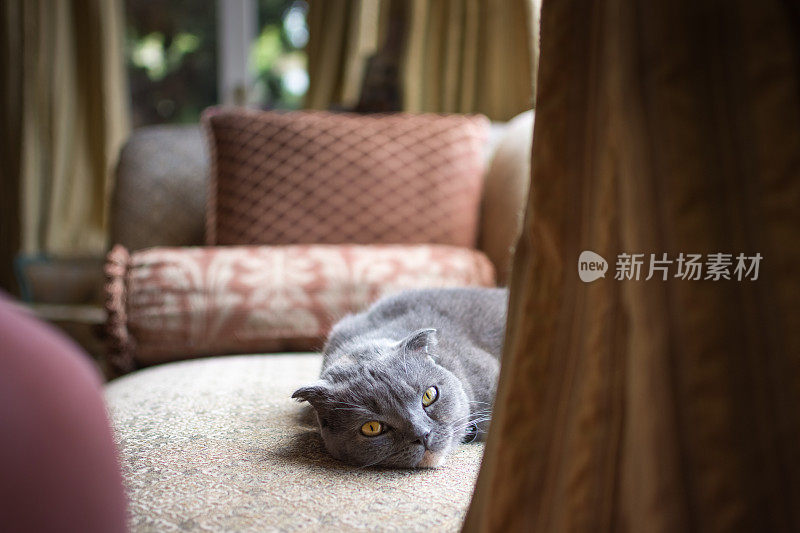美丽的灰色苏格兰折猫在室内休息
