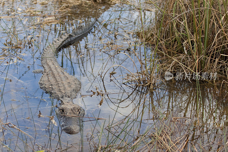 佛罗里达的一只鳄鱼正在大沼泽地休息