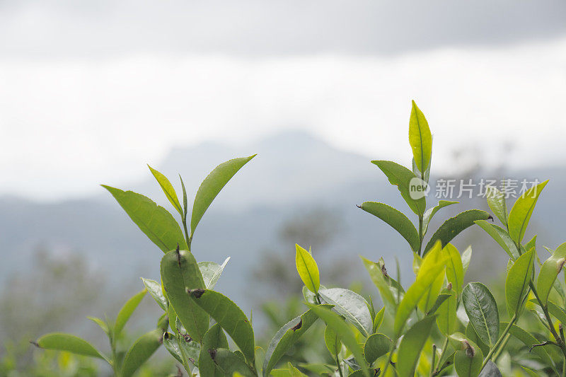 新鲜的绿色锡兰茶叶斯里兰卡种植园