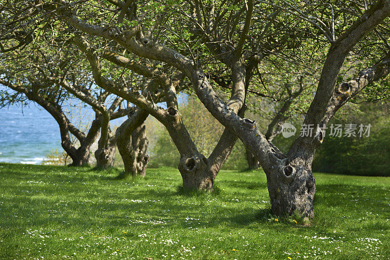 没有人在靠近海边的公园里种苹果树