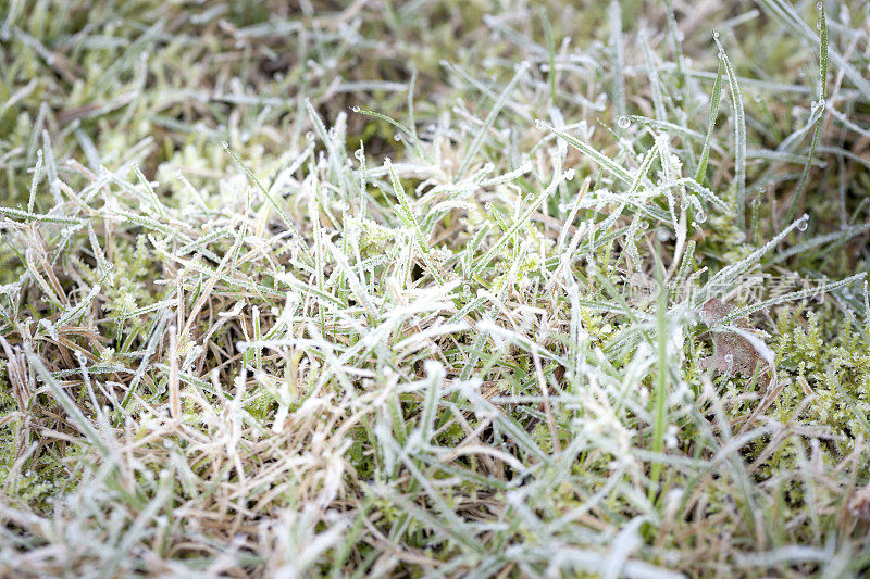 冰冻的草