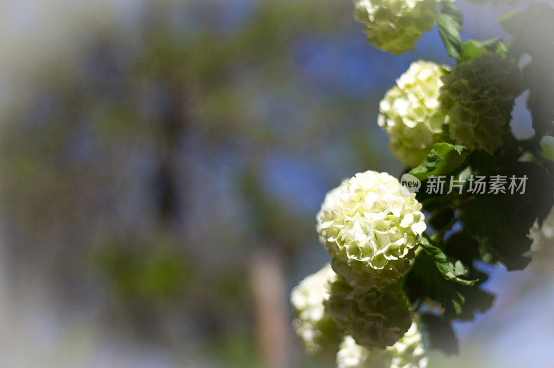 白色雪球荚花，模糊的背景