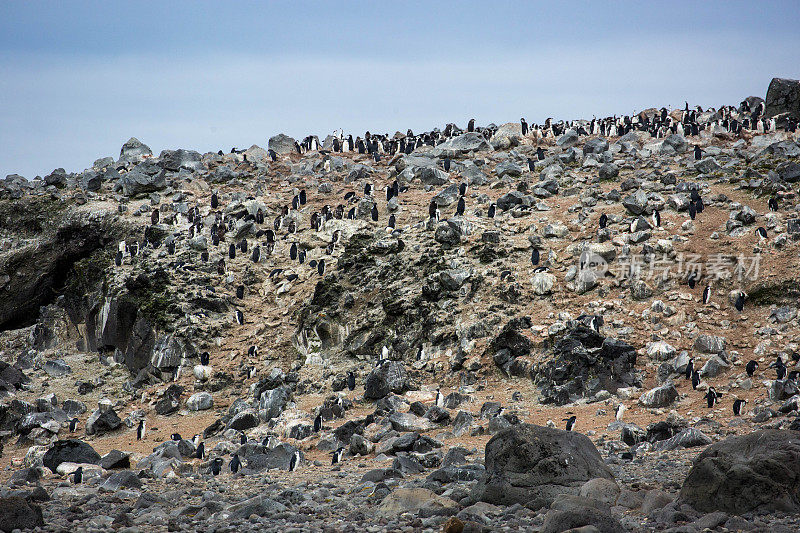 南极洲:企鹅岛