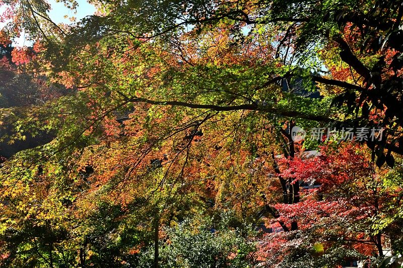 东京八王子市高雄山的秋叶