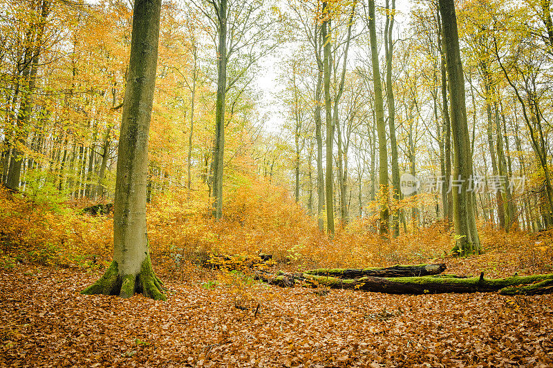 在一个榉树森林与秋天的颜色在艾菲尔