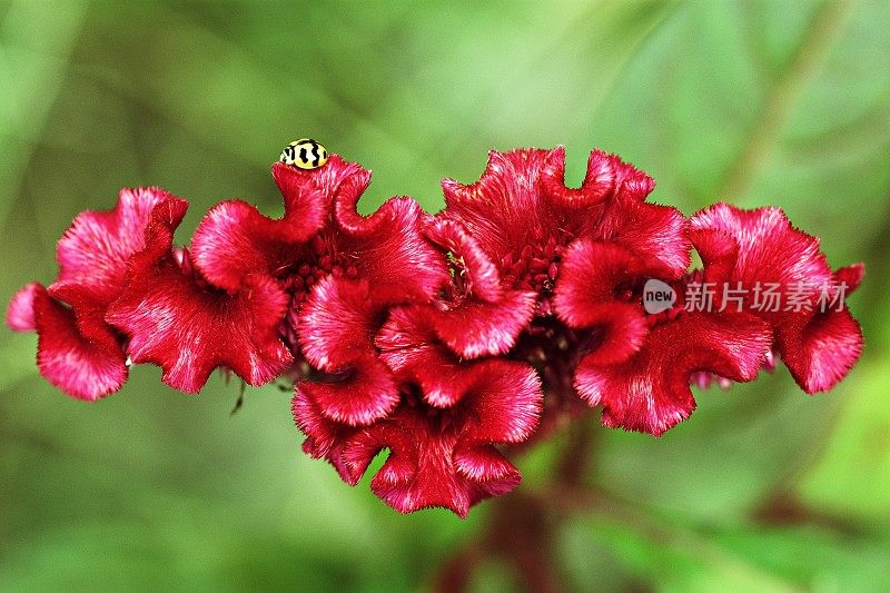 从鸟瞰图看瓢虫在鸡冠花上。