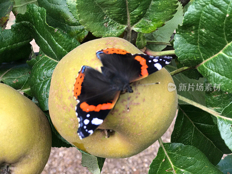 蝴蝶在苹果
