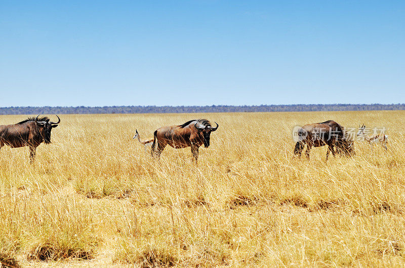纳米比亚埃托沙国家公园的角马