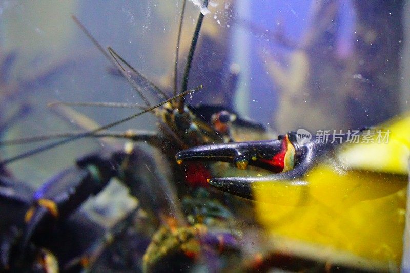 色彩斑斓的虾