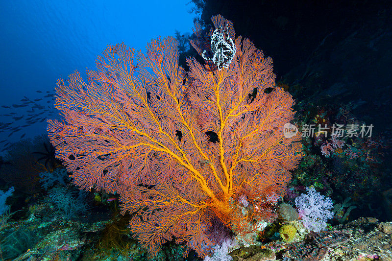柳珊瑚海扇，南特邦岛，班达海，印度尼西亚
