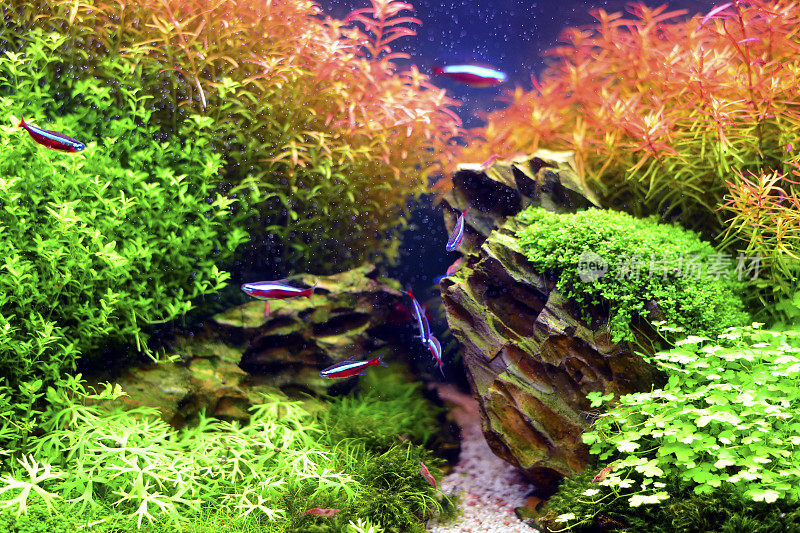 Aquascape