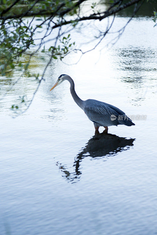 大蓝鹭站在水里找鱼