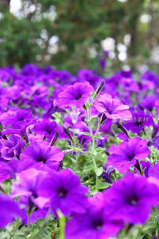 花坛的美丽紫色的花紫色的矮牵牛花蓝色幻想